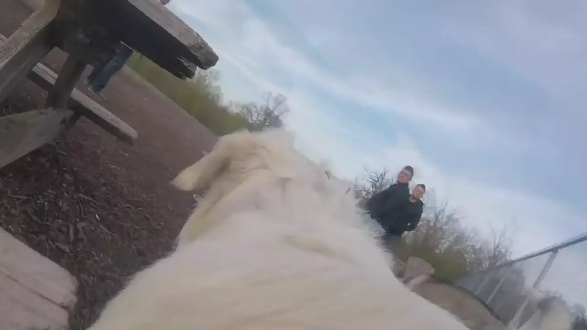 'Video thumbnail for Dog with a GoPro'