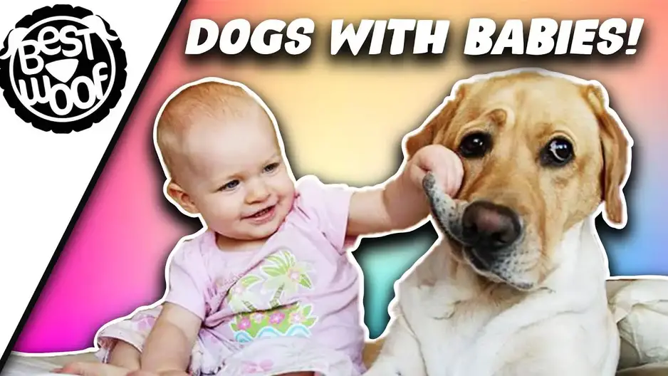 'Video thumbnail for Adorable Babies Playing With Dogs |  Baby and Dog Best Friends | BestWoof'
