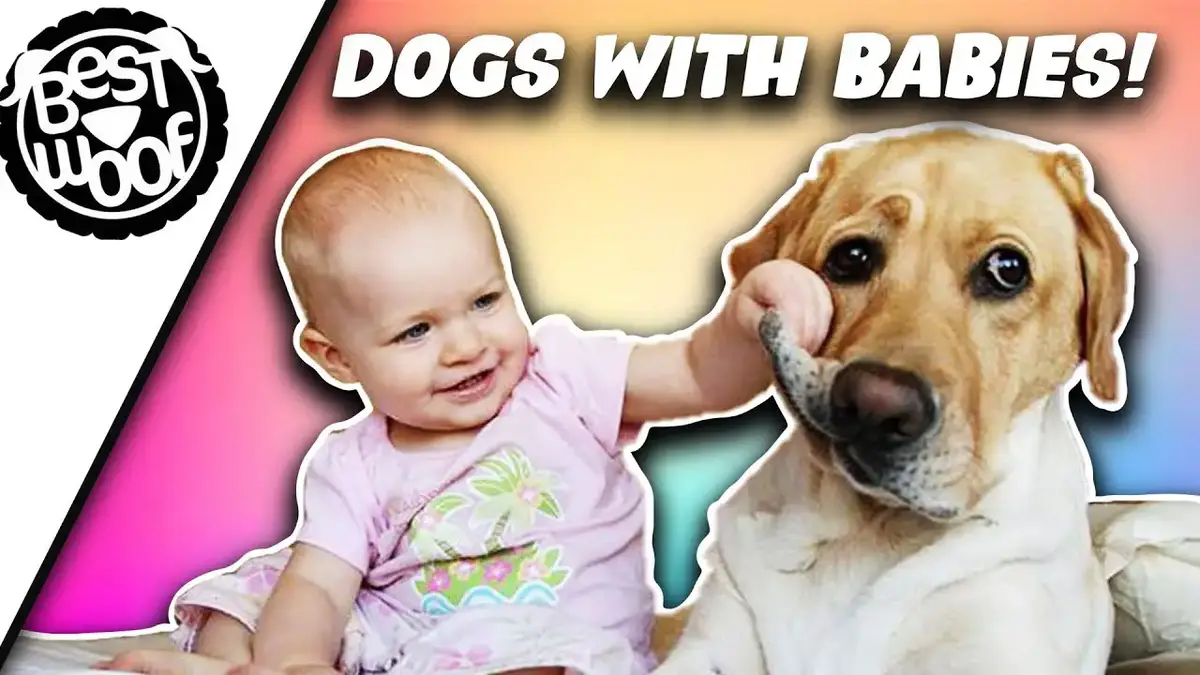 'Video thumbnail for Adorable Babies Playing With Dogs | Baby and Dog Best Friends | BestWoof'