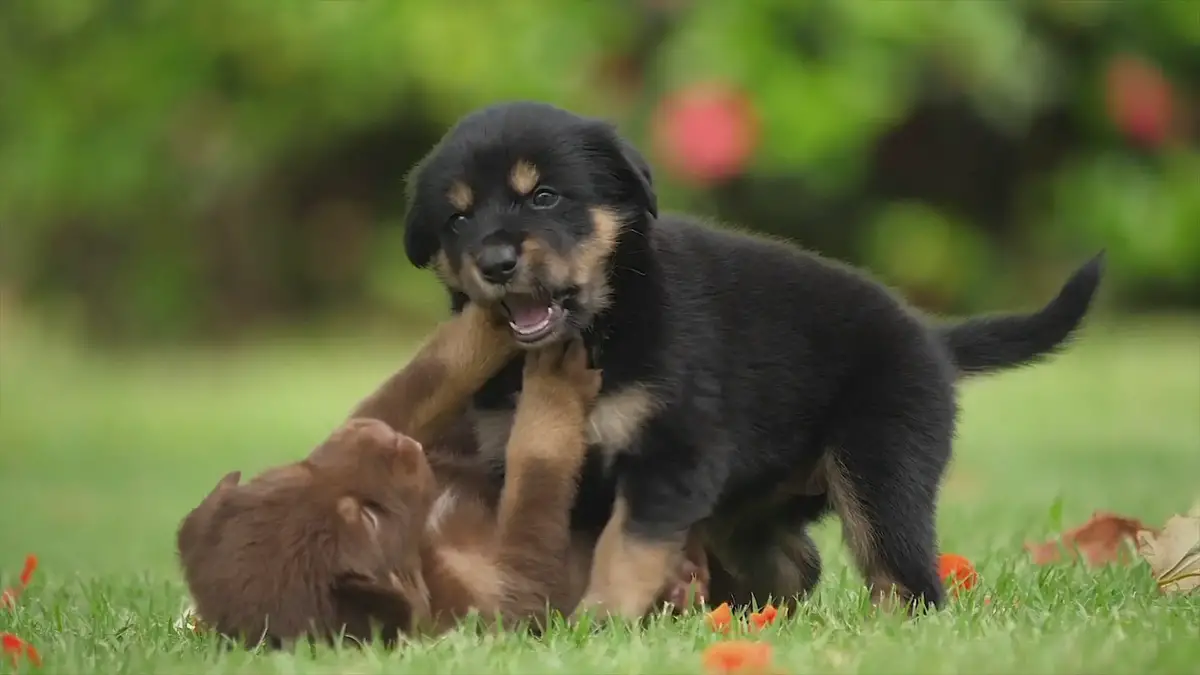 'Video thumbnail for Puppies Playing'