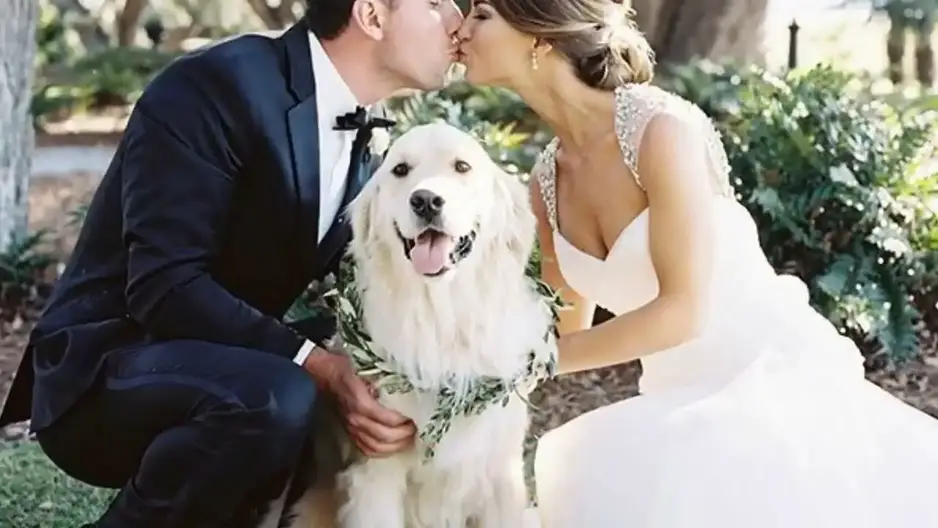 'Video thumbnail for Including Pets In Wedding Ceremonies | Cute Dog Videos | Pawesomepuppy'
