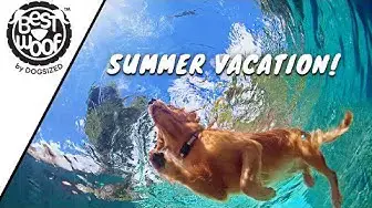 'Video thumbnail for Dogs Enjoying Summer Vacation | BestWoof'